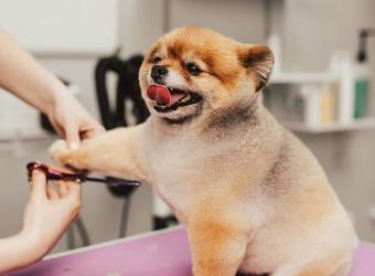 The 5 Grooming Things You Should Check on Your Dog Every Month