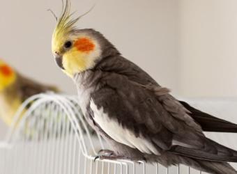 The 5 Most Common Pet Birds and The Expertise Needed to Care for Them