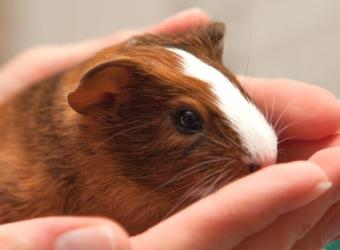 Why Guinea Pigs Make Great Pets