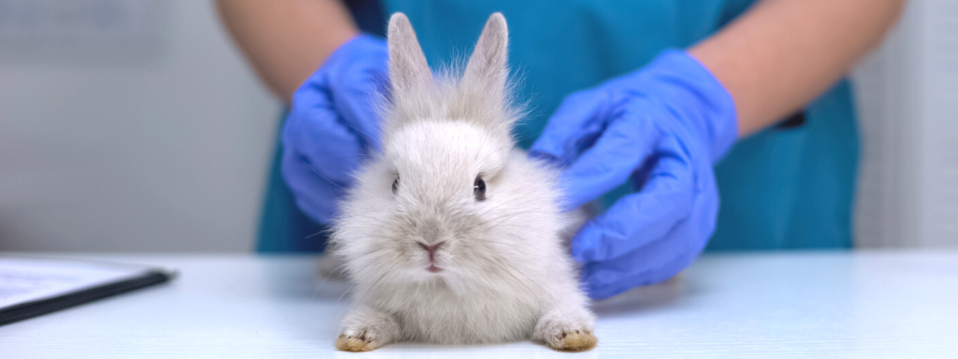 Vet checking rabbit fur for fleas or mites