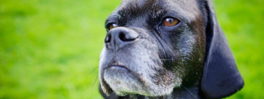 Senior Dog Care A Focus On Silver Snouts And Aging Dog Wellness Header 1 0