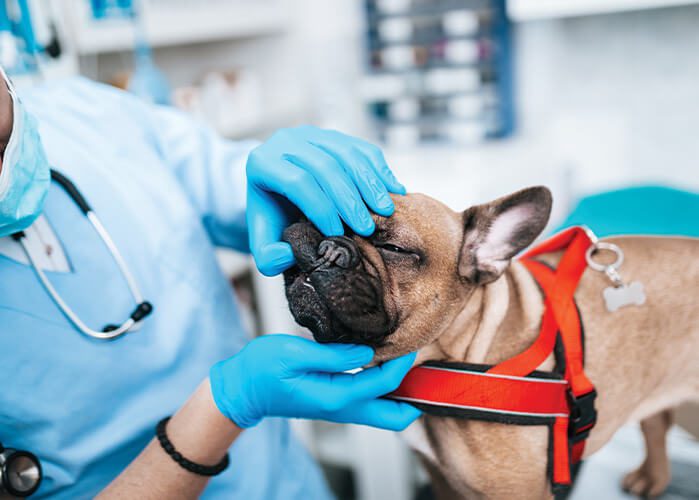 Looking At Dogs Teeth