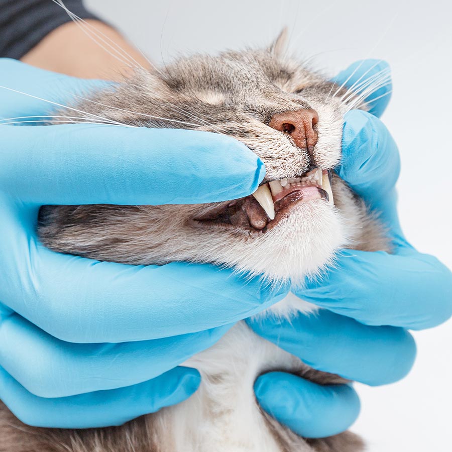 Cat And Dog Dental Care In Branchburg Nj