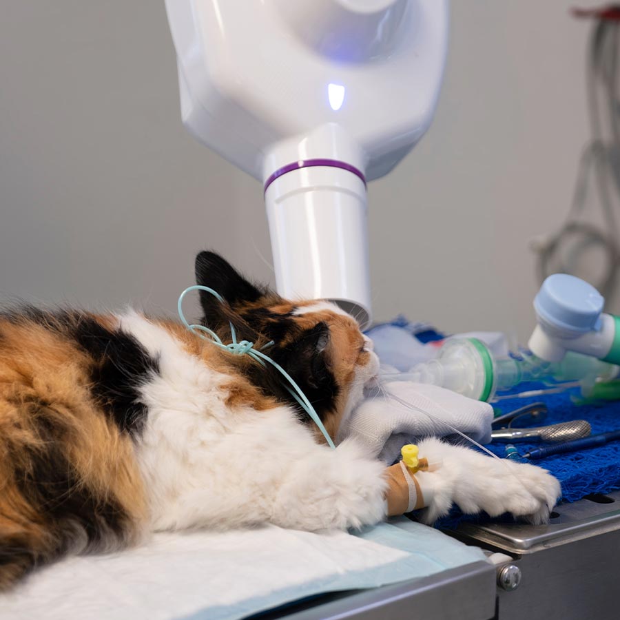 Cat Getting Dental Xrays