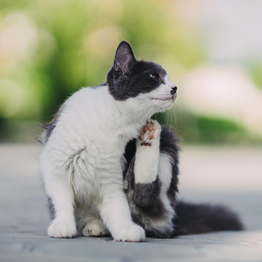 Cat Scratching Back Of Head With Back Paw