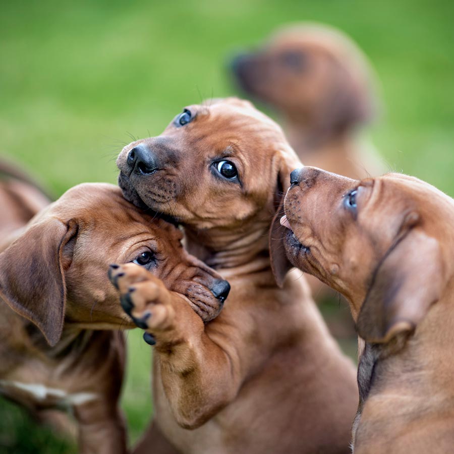 Close Up Of Puppy Littermates Playing Outside