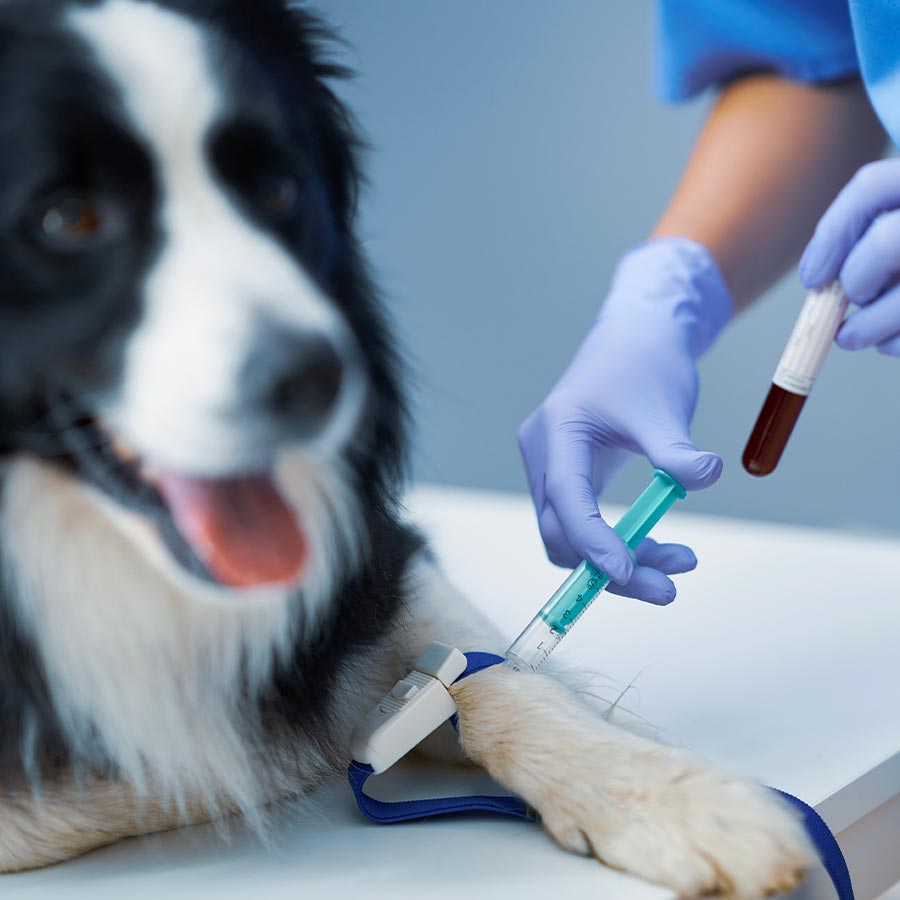 Dog And Cat Diagnostics In Branchburg Nj