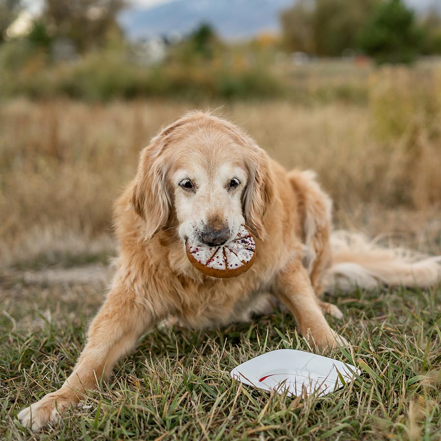 Dog Eating Homemade Cake Outside