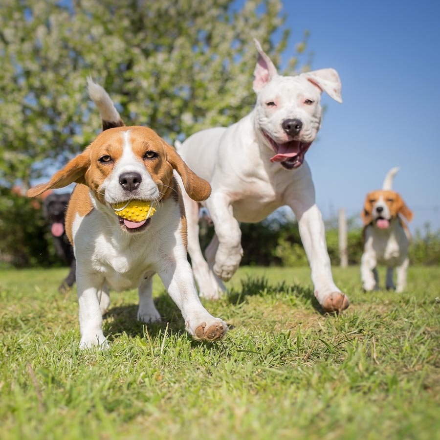 Dogs Playing With Toy Outside