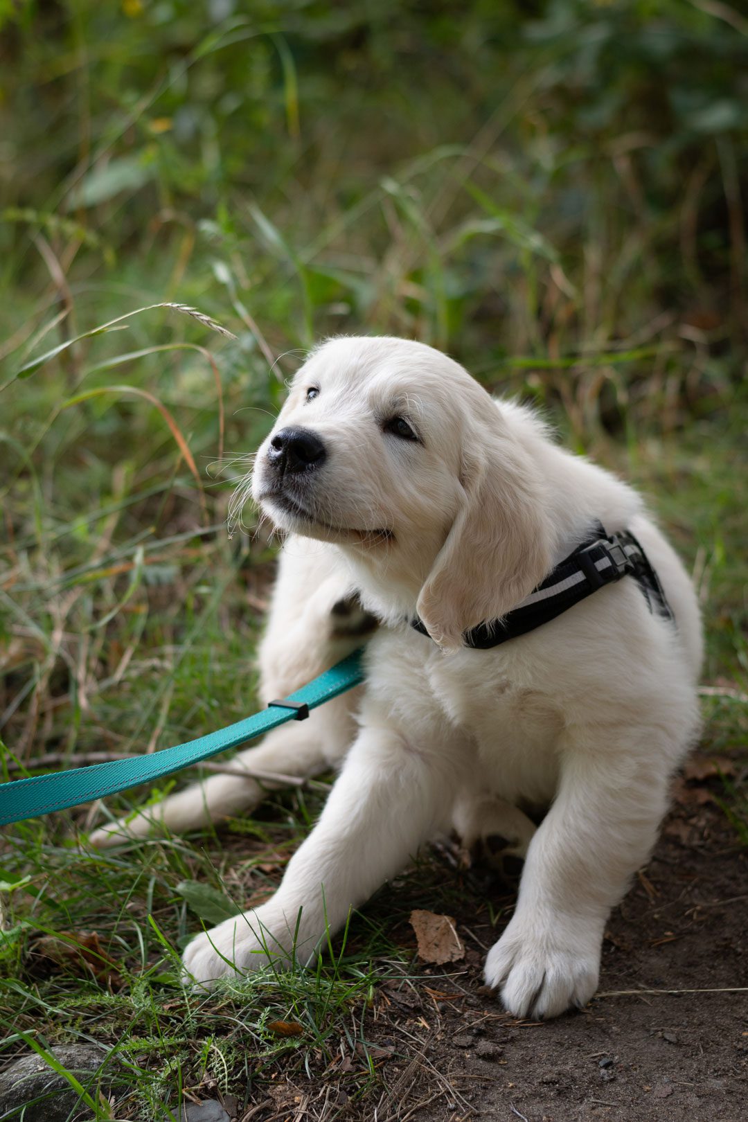 Golden Retriever Puppy Scratching Behind Ear