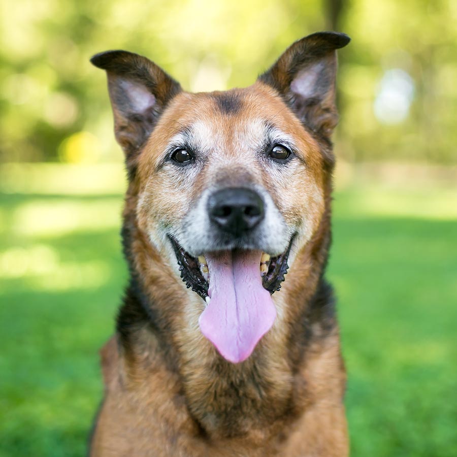 Happy Senior German Shepherd Dog Outside