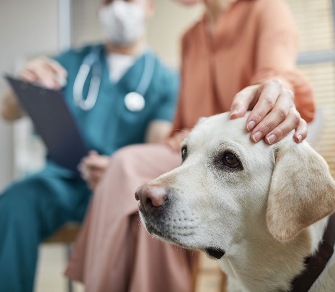 Labrador Retriever At Veterinary Exam