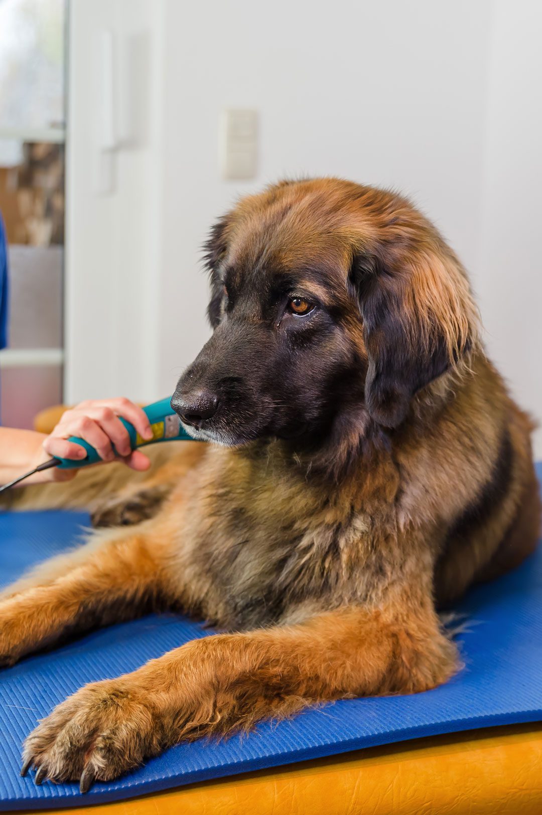 Laser Therapy Treatment On Dog