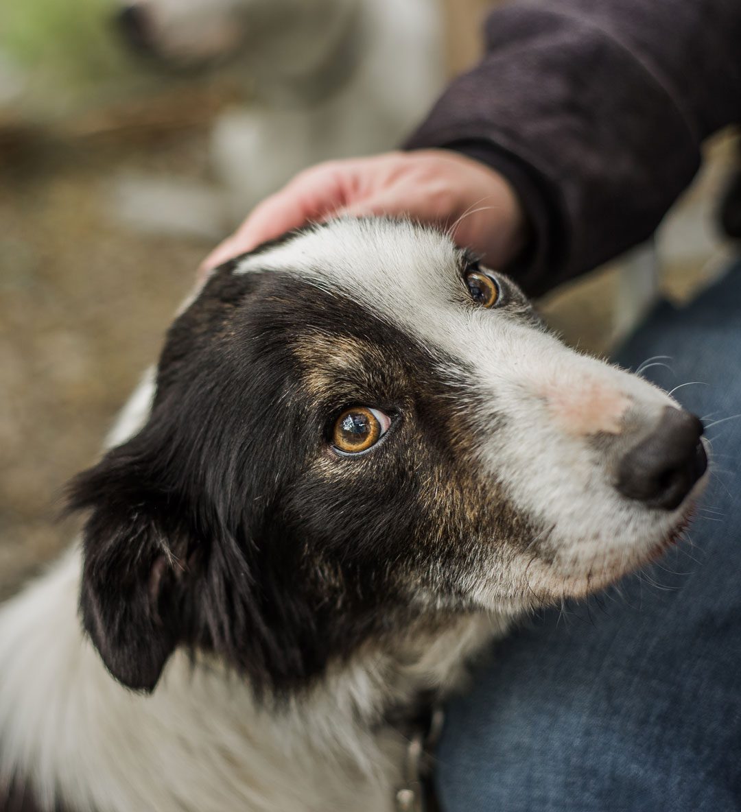 Person Petting Senior Collie