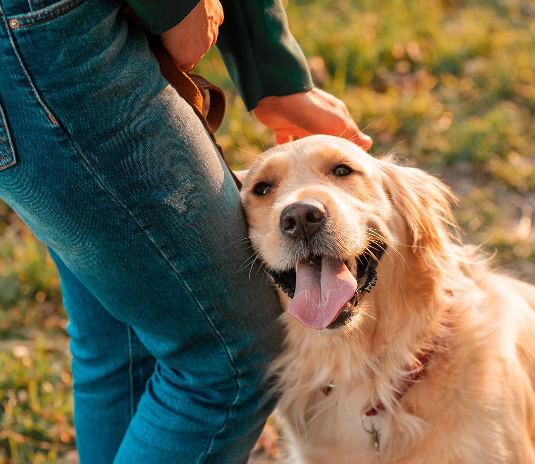 Smiling Golden Retriever