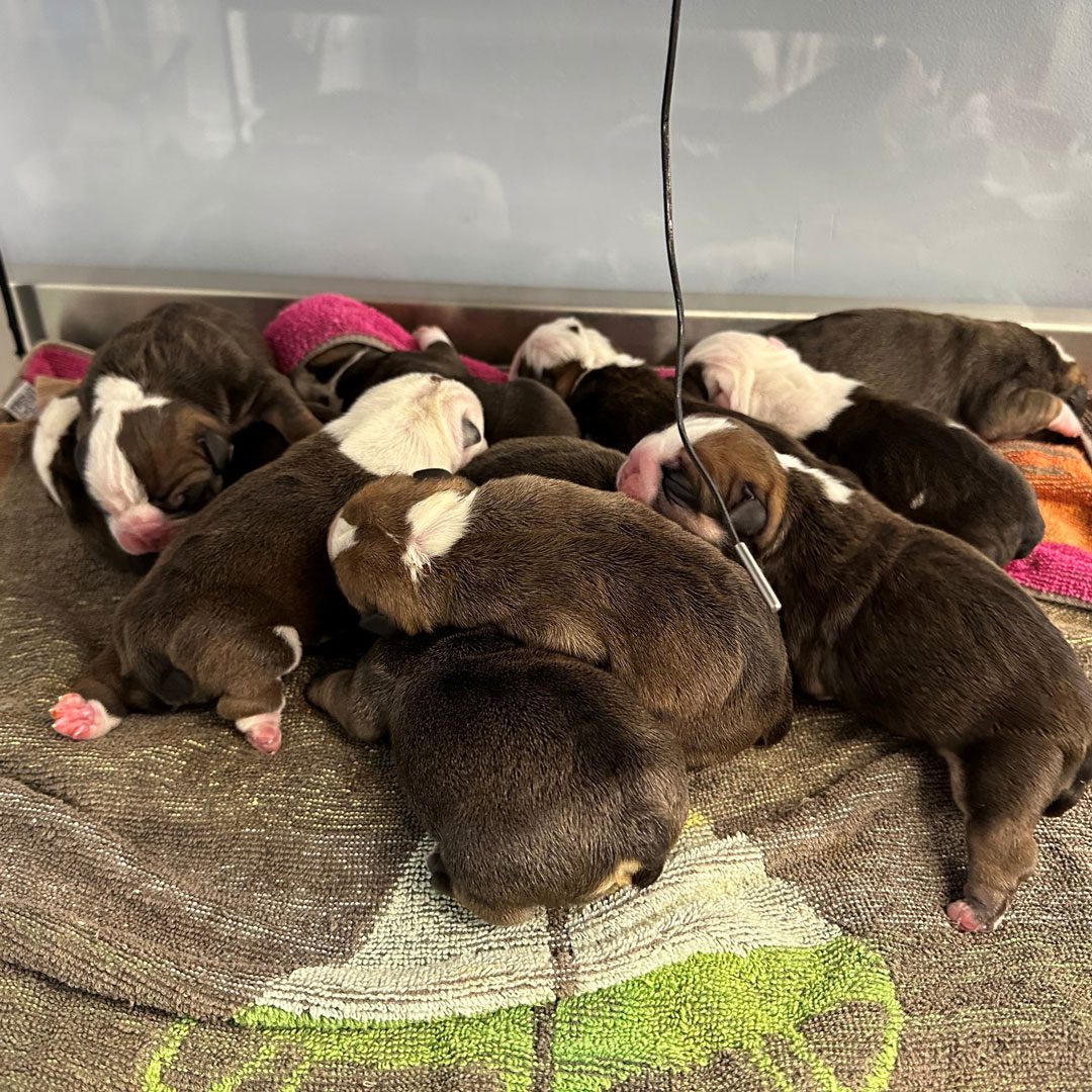 Litter Of Puppies