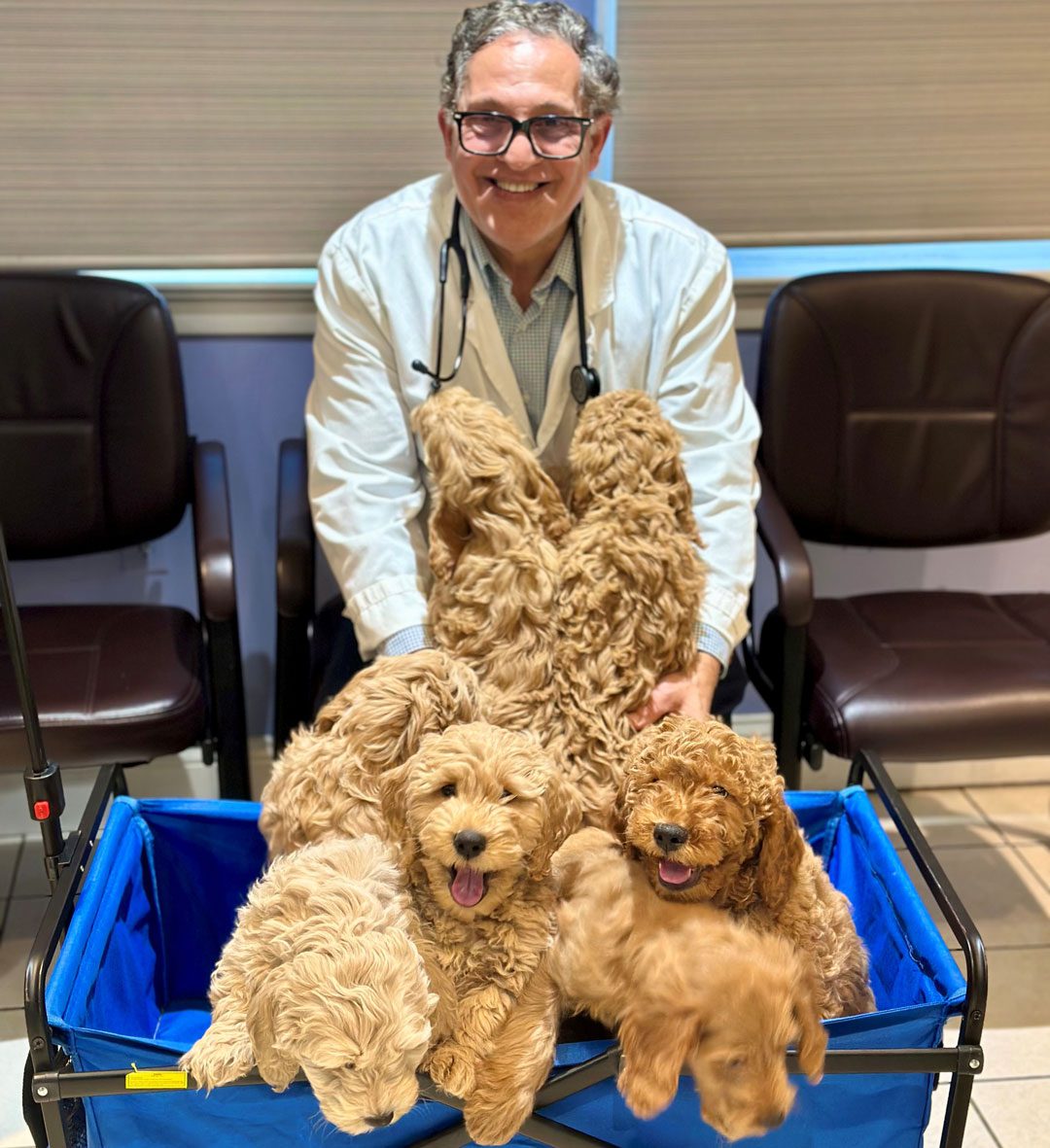 Veterinarian With Basket Of Puppies