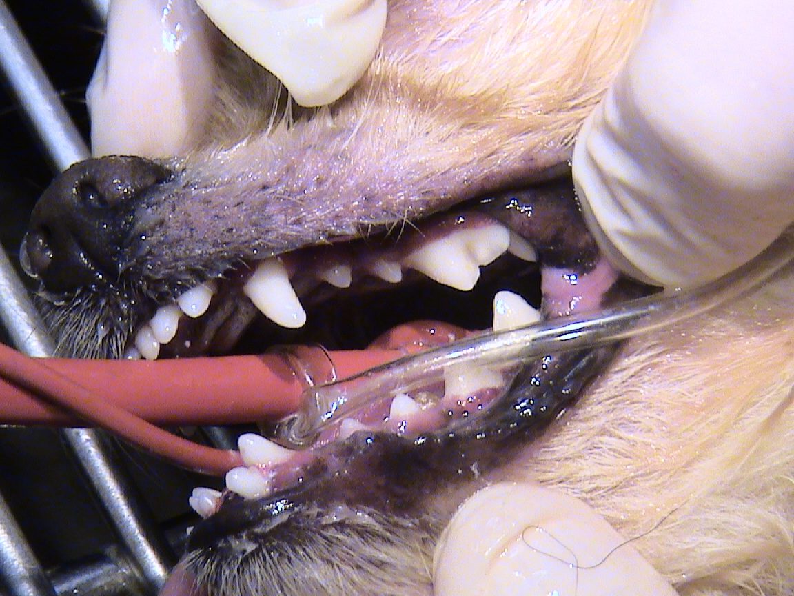 After Dental Cleaning After Dental Cleaning