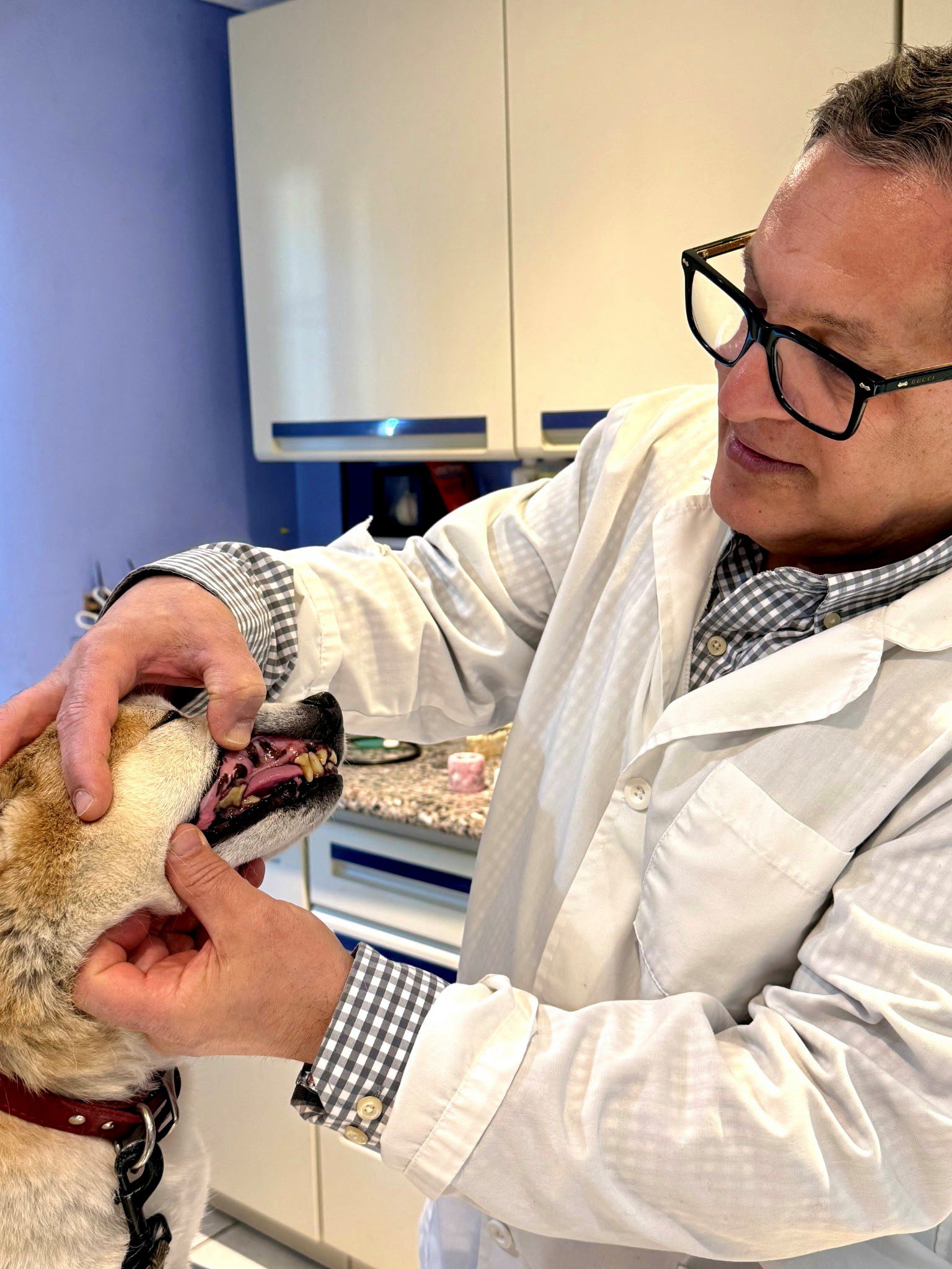 Dental veterinarian examining a dogs teeth
