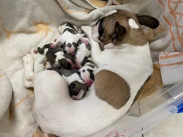 female-dog-in-whelping-area-with-her-puppies-after-delivery