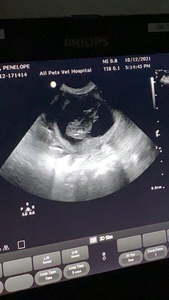photo-of-pregnant-dog-ultrasound