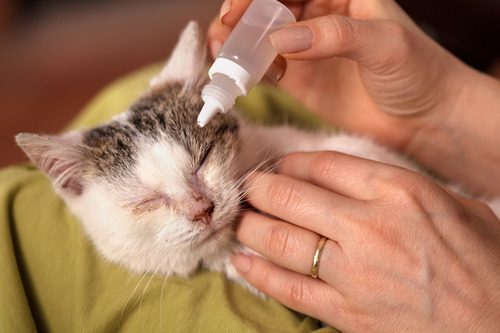 pet-owner-administering-eye-drops-to-sick-cat