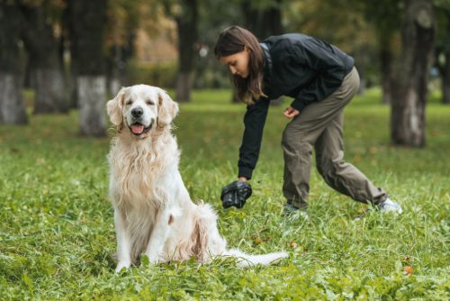 young-woman-picking-up-after-golden-retriever-dog-in-the-park