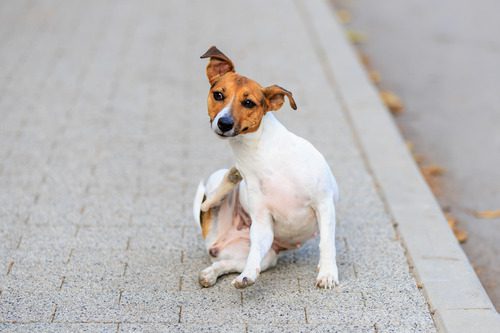 jack-russell-terrier-dog-scratching-itself-on-the-sidewalk