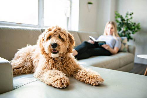 goldendoodle-dog-laying-on-the-couch-while-his-owner-reads-a-book-nearby