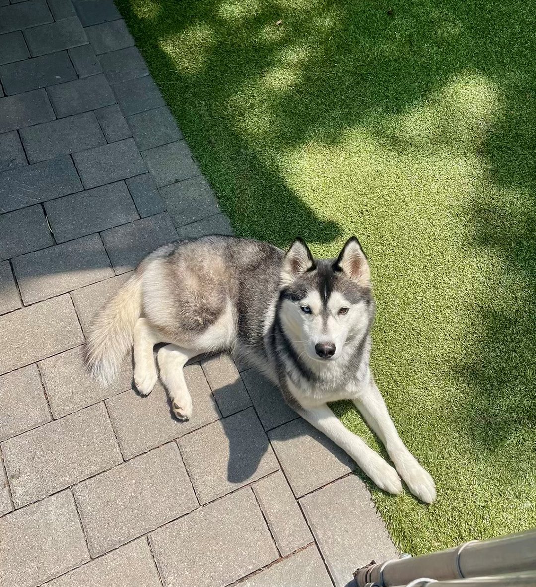 Husky Laying Down On Brick Path