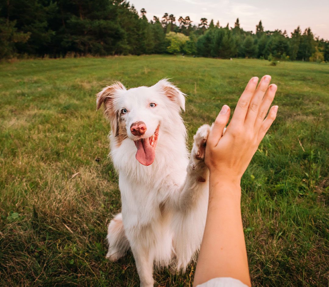 australian shepherd giving high five to owner