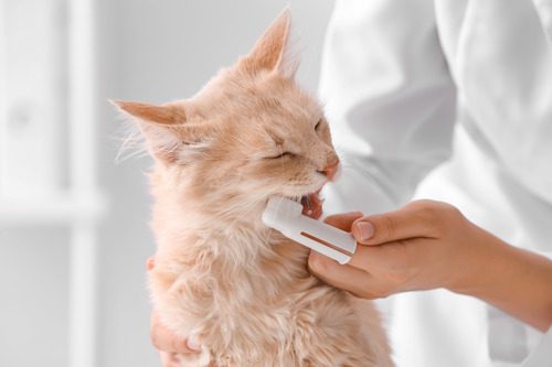 female veterinarian using finger toothbrush to brush an orange cat's teeth at the clinic