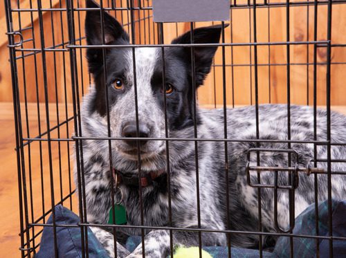 black and white mixed breed dog laying in a wire crate