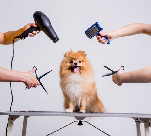 two professionals groom pomeranian dog