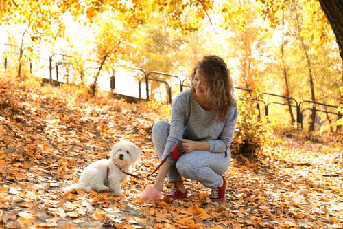 female pet owner picking up small white dog's poop on a fall day in the park