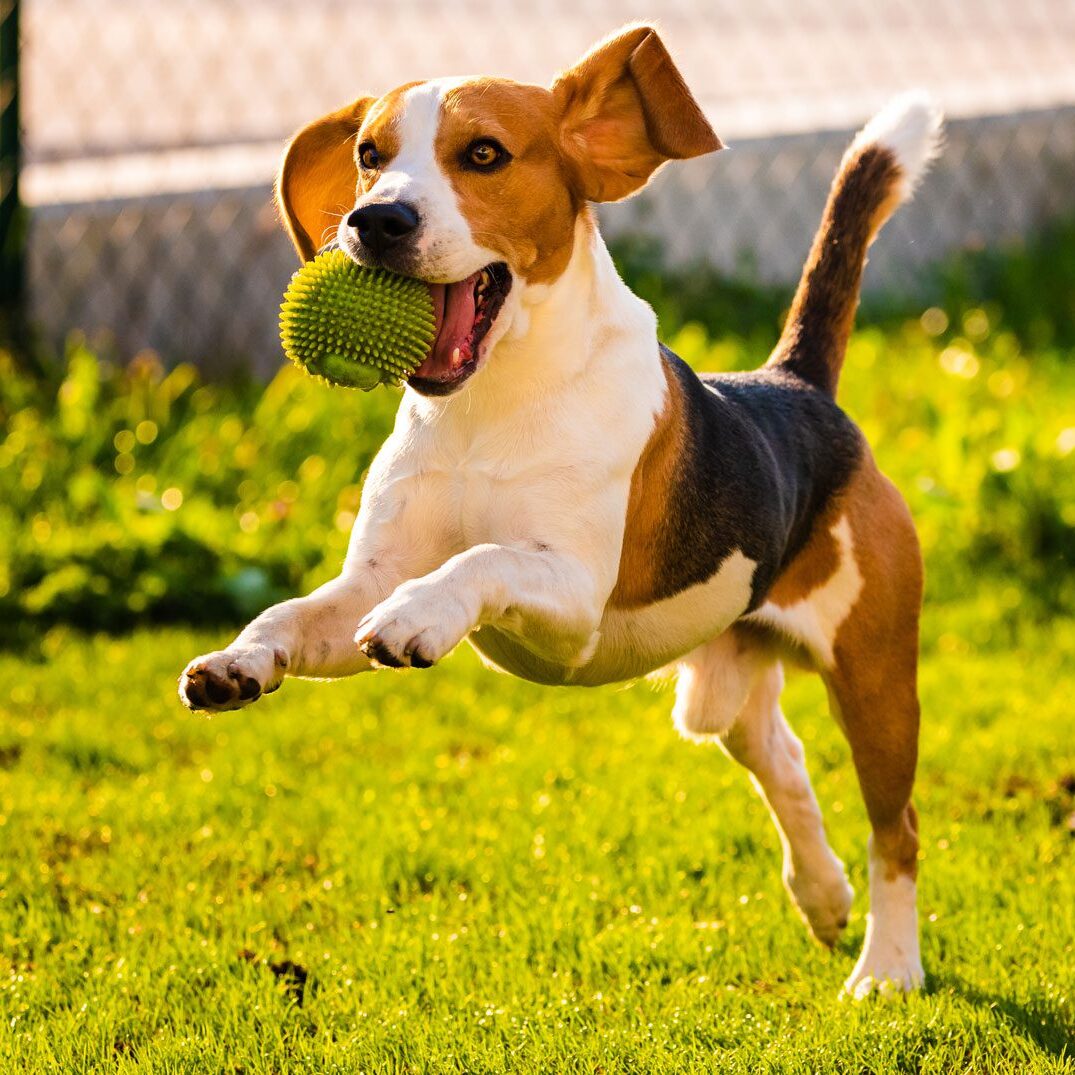 Beagle Playing With Tennis Ball Outside