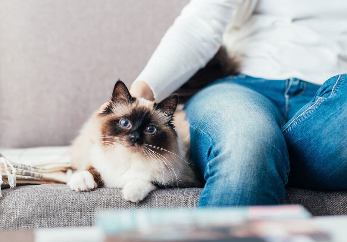 Cat Laying On Couch