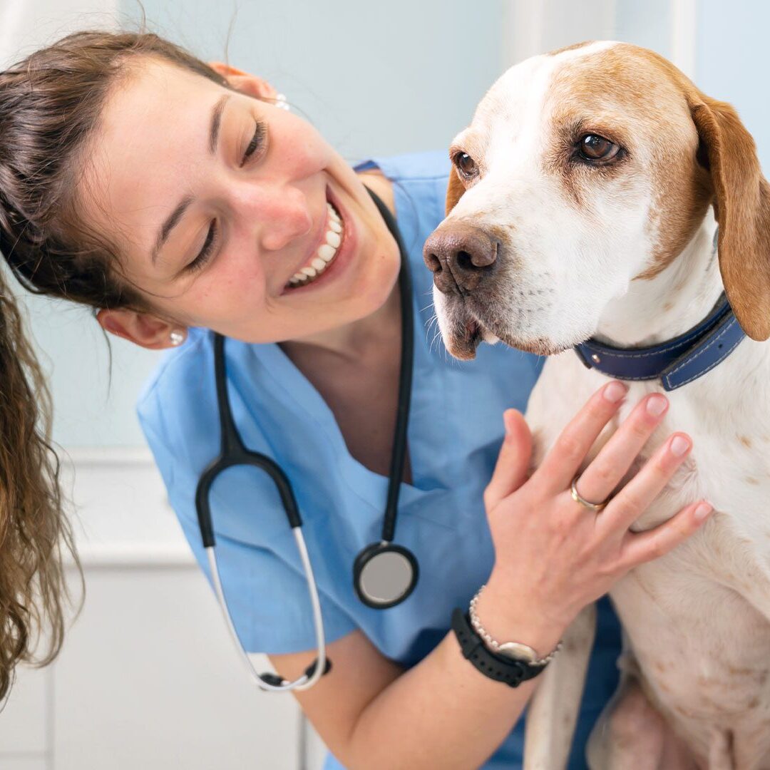 Happy Female Veterinarian With Dog happy female veterinarian smiling at dog on exam table