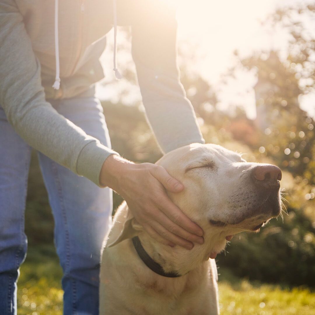 Person Petting Senior Labrador Retriever