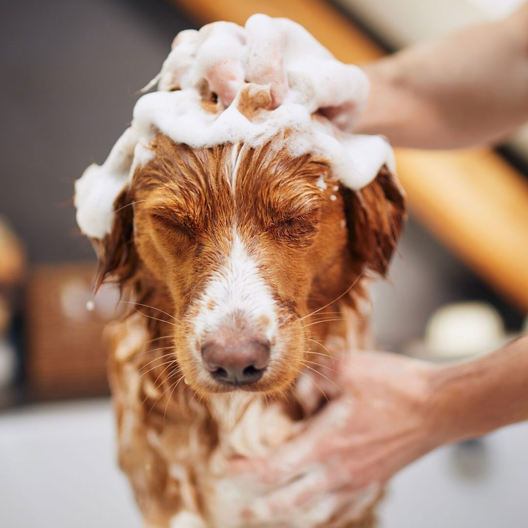 Person Shampooing Dog