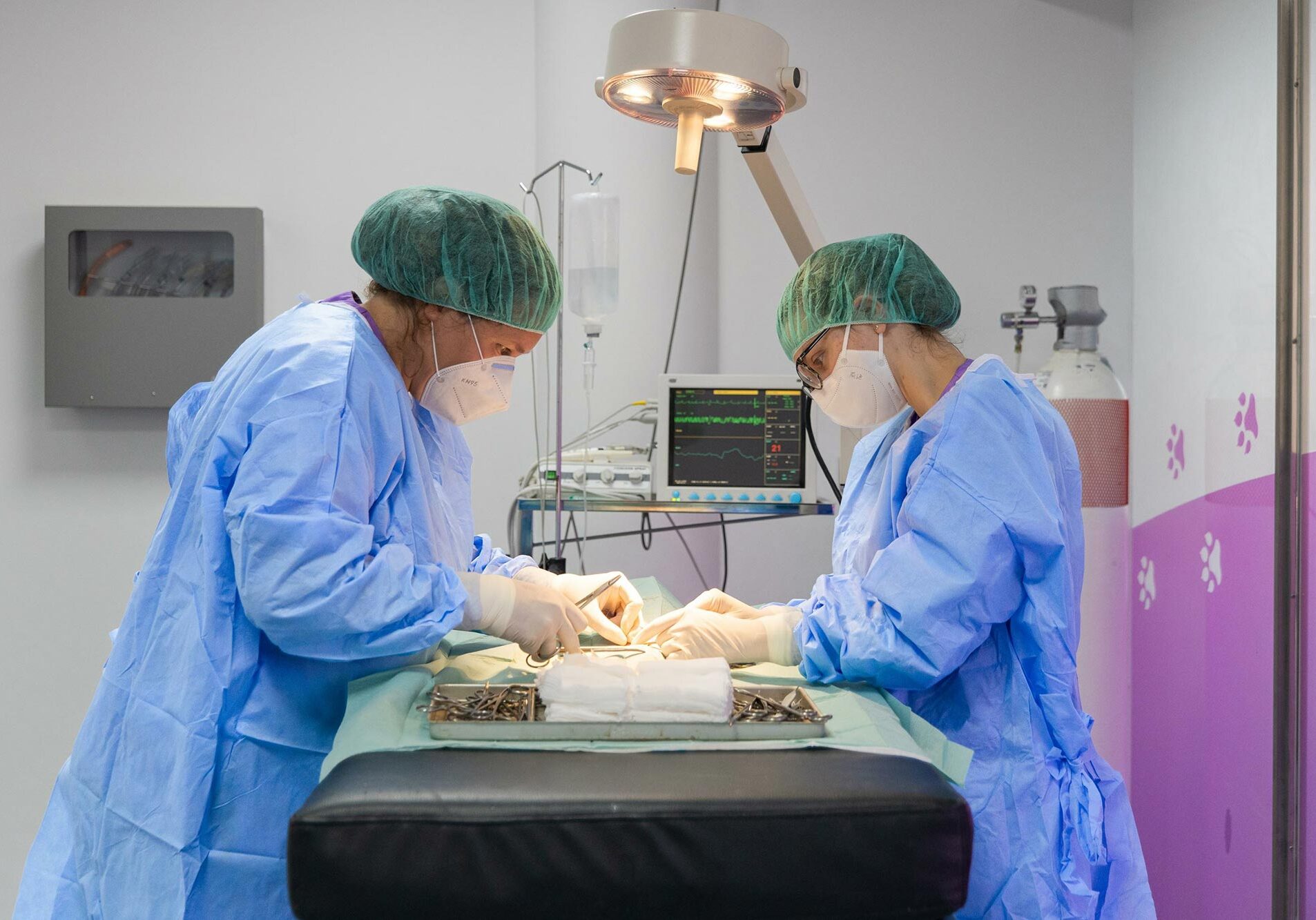 Two Doctors Performing Surgery On Cat